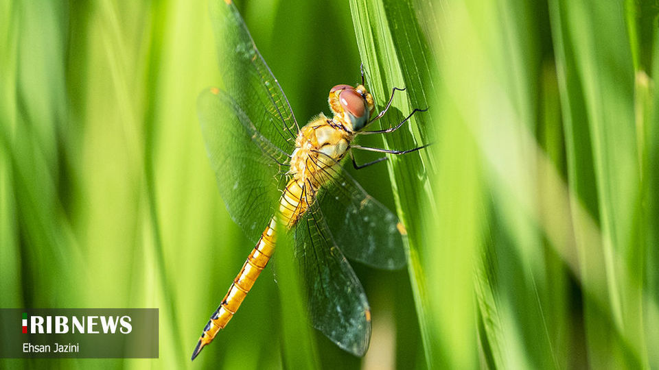 سنجاقک‌ها؛ حشرات مفید برای محیط زیست