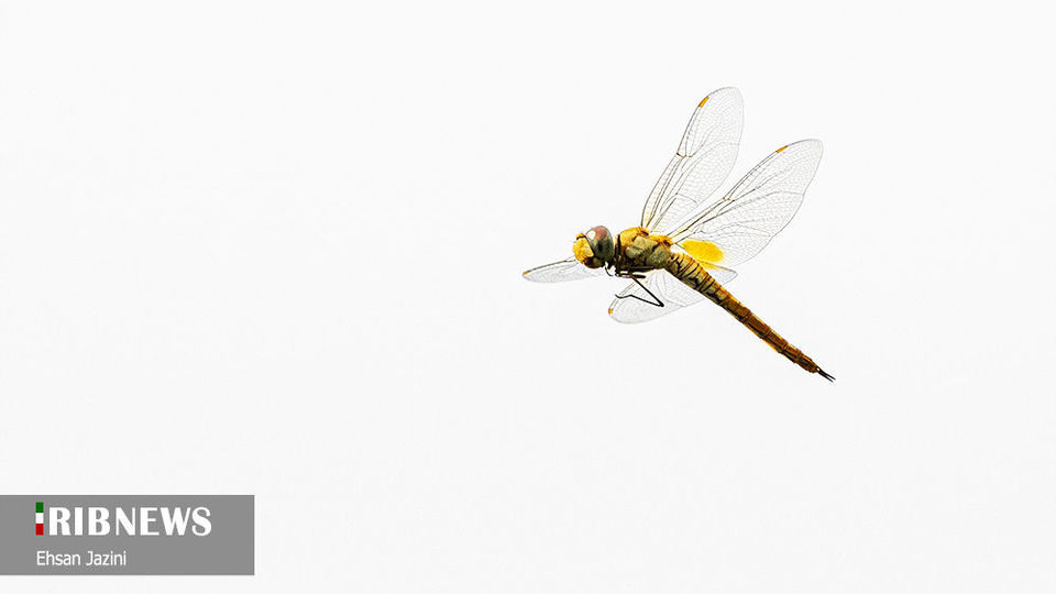 سنجاقک‌ها؛ حشرات مفید برای محیط زیست