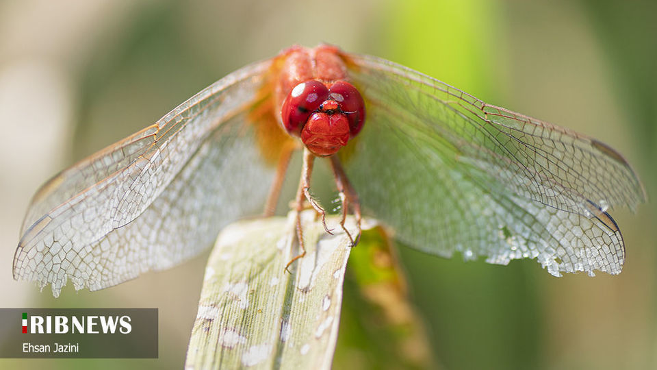 سنجاقک‌ها؛ حشرات مفید برای محیط زیست