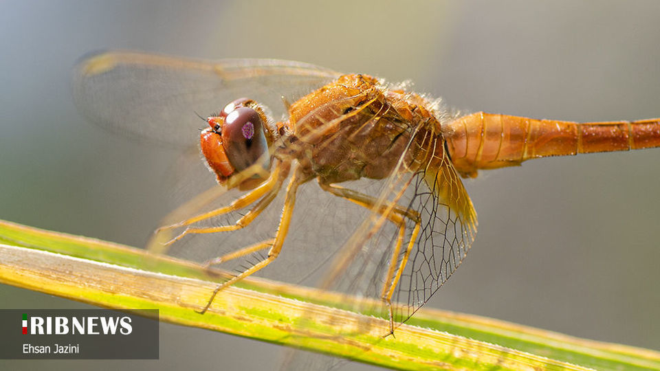 سنجاقک‌ها؛ حشرات مفید برای محیط زیست