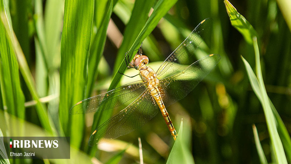 سنجاقک‌ها؛ حشرات مفید برای محیط زیست