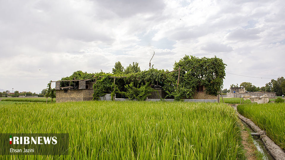 سنجاقک‌ها؛ حشرات مفید برای محیط زیست