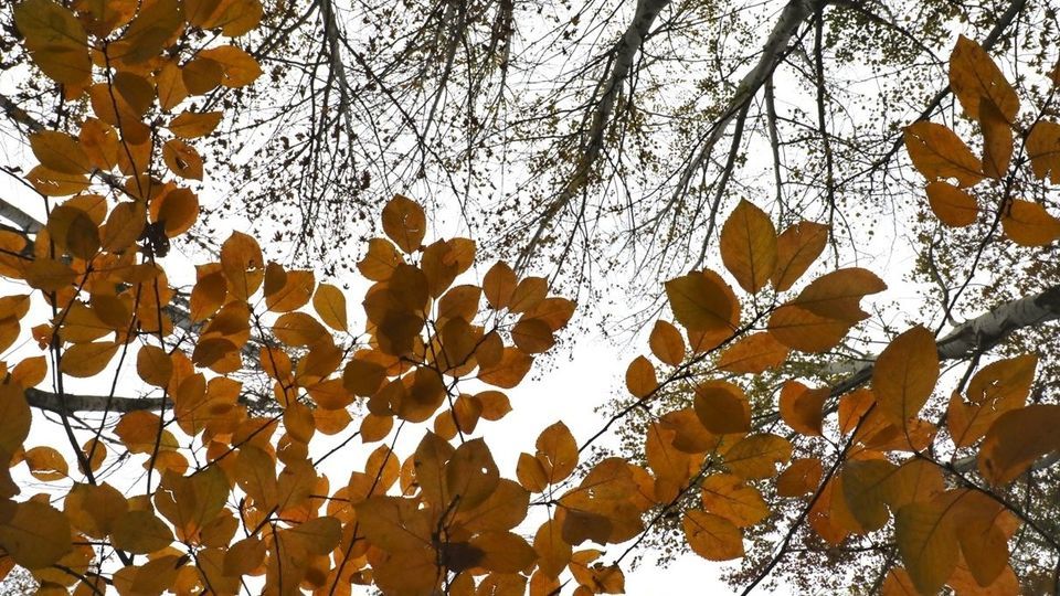 طبیعت پاییزی جاده چالوس