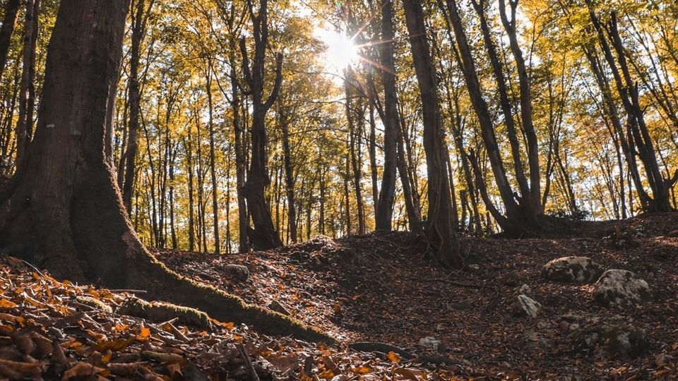 طبیعت پاییزی جاده چالوس