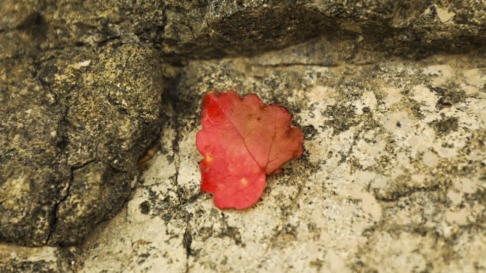 طبیعت پاییزی جاده چالوس