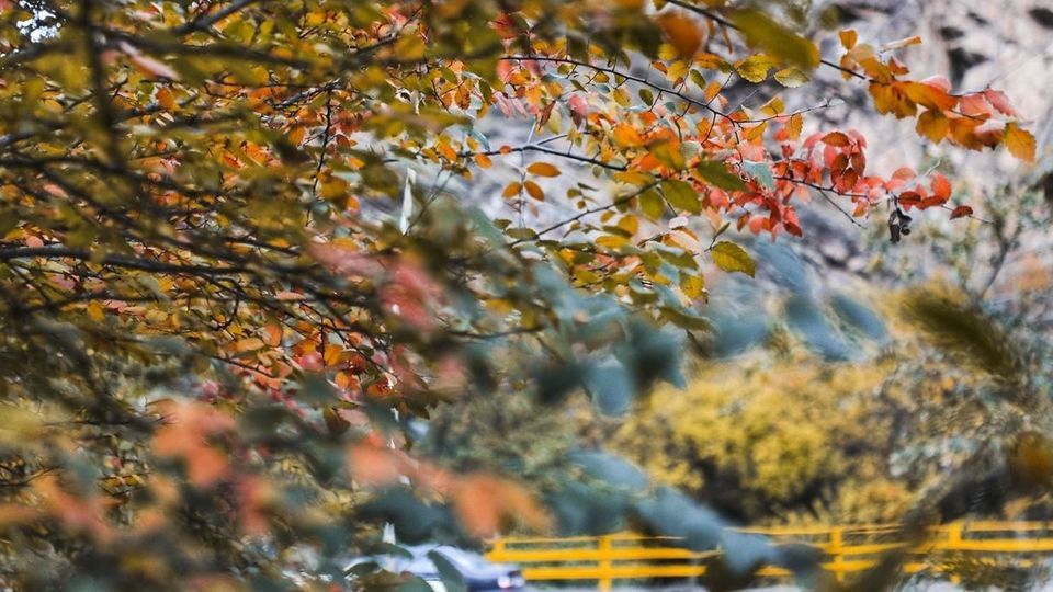 طبیعت پاییزی جاده چالوس