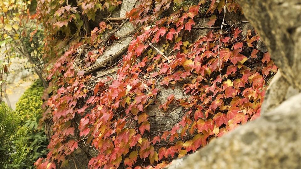 طبیعت پاییزی جاده چالوس