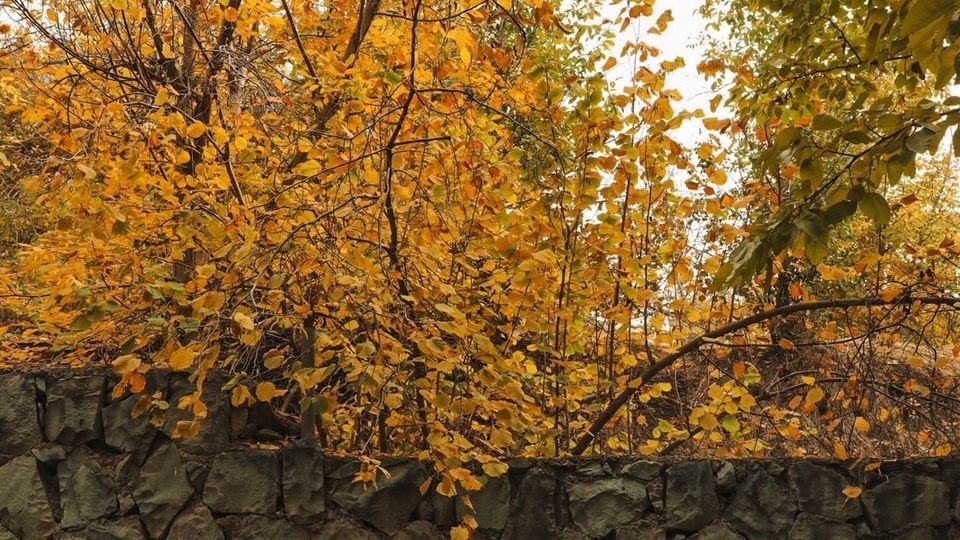 طبیعت پاییزی جاده چالوس