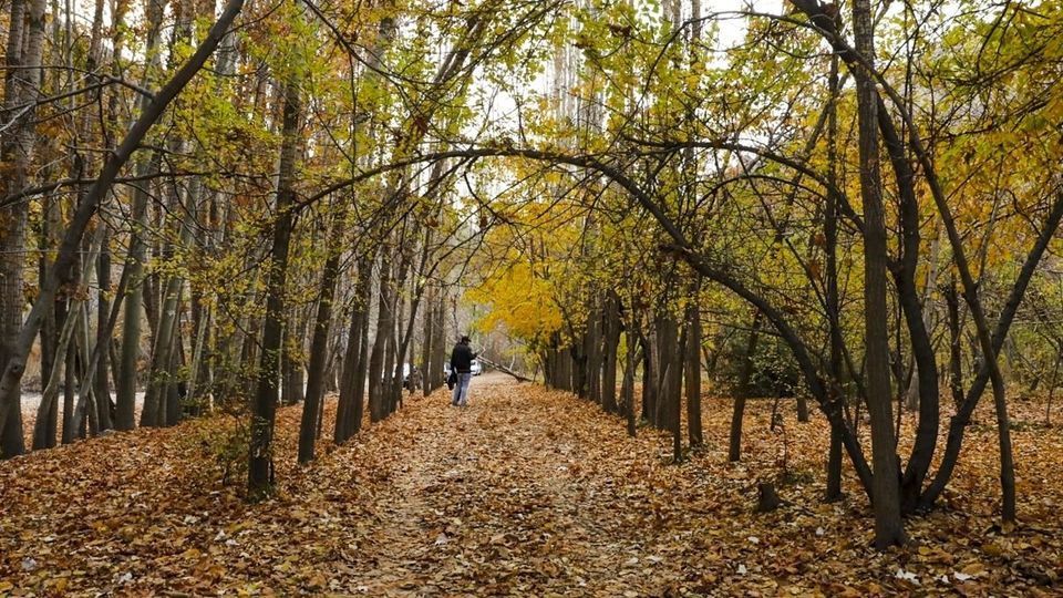 طبیعت پاییزی جاده چالوس