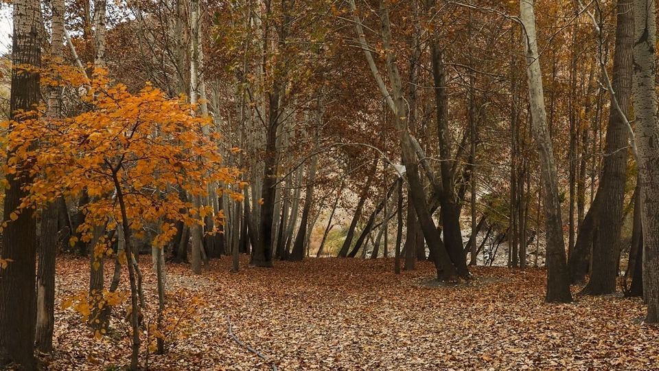 طبیعت پاییزی جاده چالوس