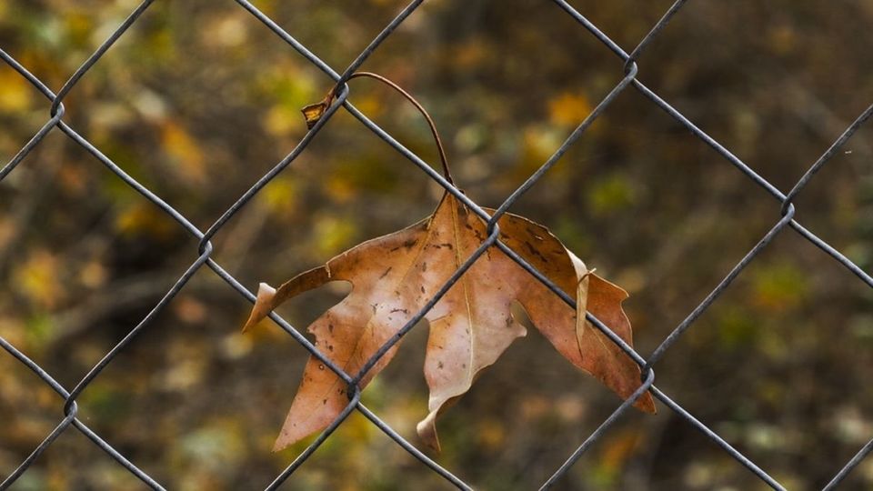 طبیعت پاییزی جاده چالوس