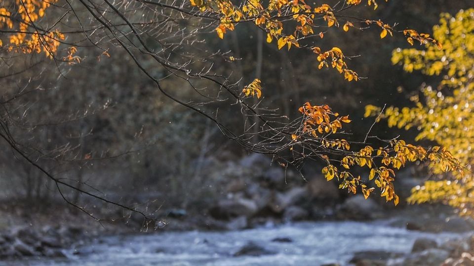 طبیعت پاییزی جاده چالوس