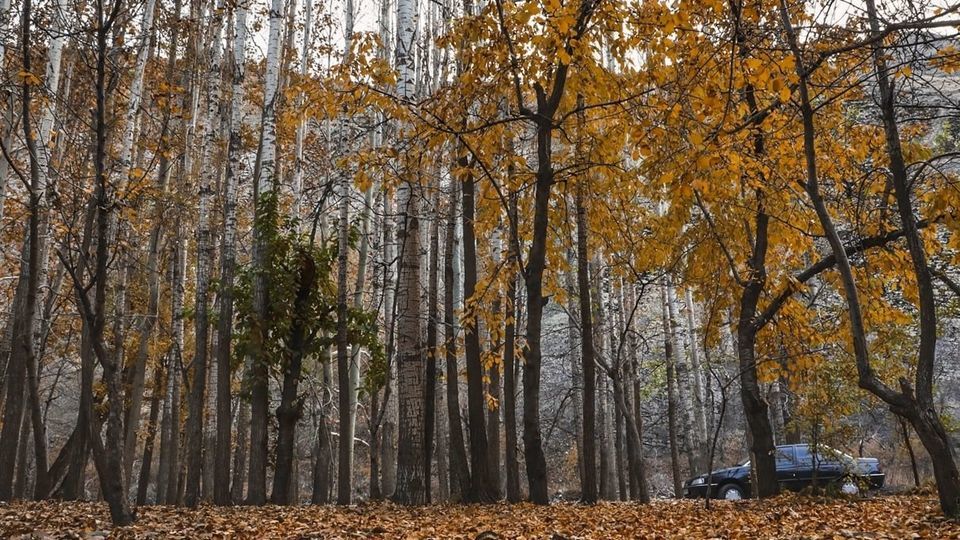 طبیعت پاییزی جاده چالوس