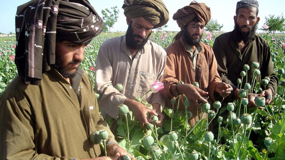 سازمان ملل: فقر، انگیزه کاشت تریاک را در افغانستان بیشتر کرده است