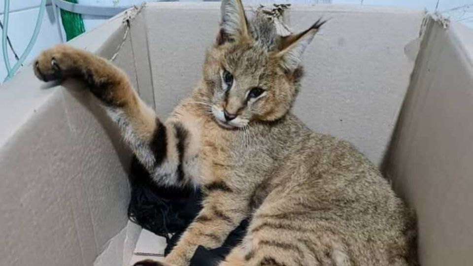 یک قلاده گربه جنگلی در کرمانشاه تلف شد