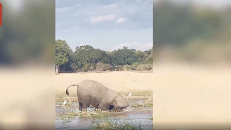 جدال نفس‌گیری فیل و کروکودیل