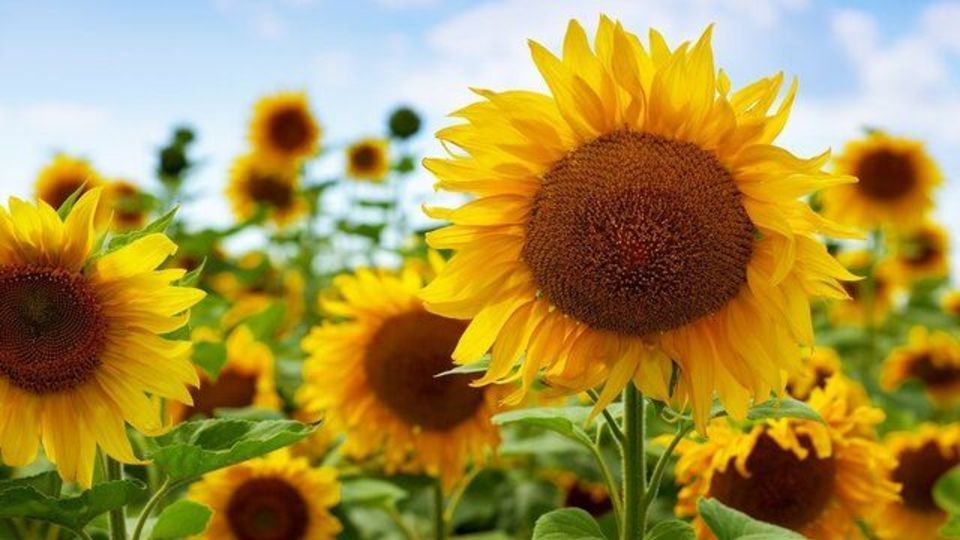 اثربخشی گیاه آفتابگردان بر سیستم گوارش