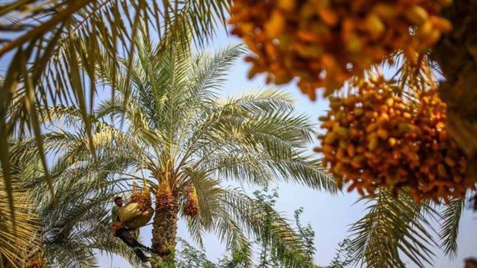 ماجرای صادرات درختان نخل جنوب به کشورهای عربی/ صادرات نخل مثمر و بومی ممنوع است