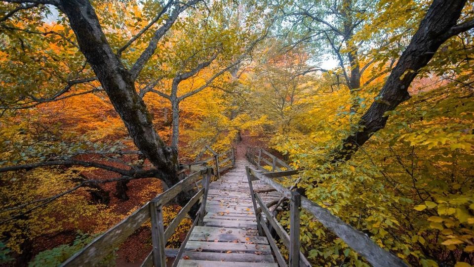 پاییز جنگل‌های هیرکانی