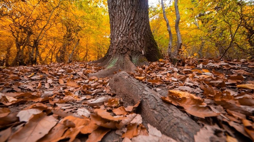 پاییز جنگل‌های هیرکانی