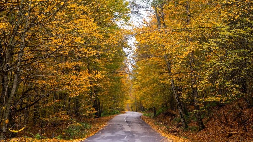 پاییز جنگل‌های هیرکانی