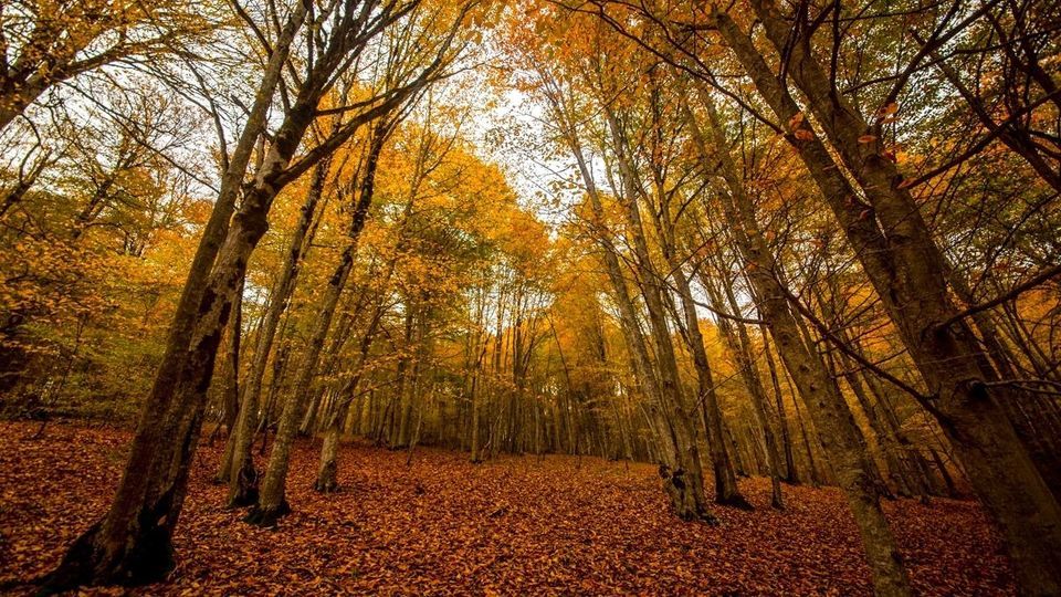 پاییز جنگل‌های هیرکانی