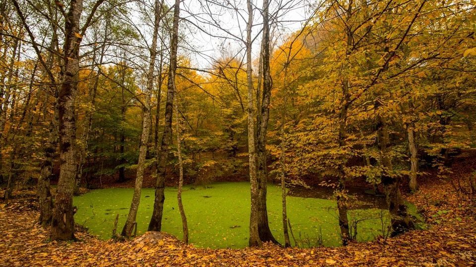 پاییز جنگل‌های هیرکانی