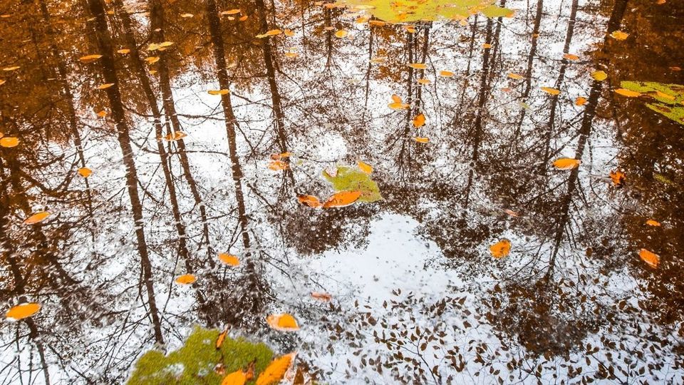 پاییز جنگل‌های هیرکانی