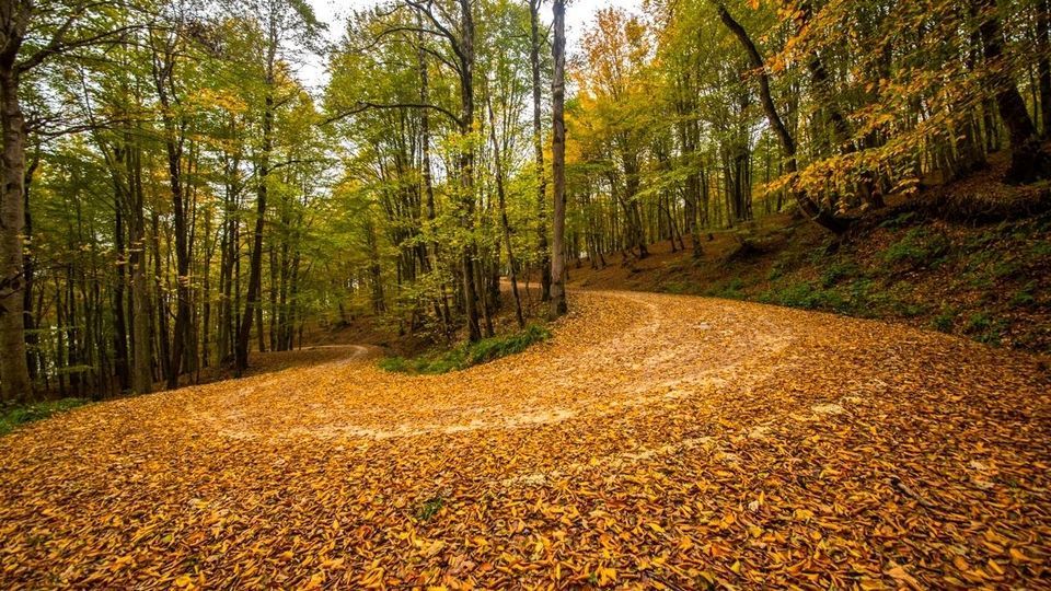 پاییز جنگل‌های هیرکانی