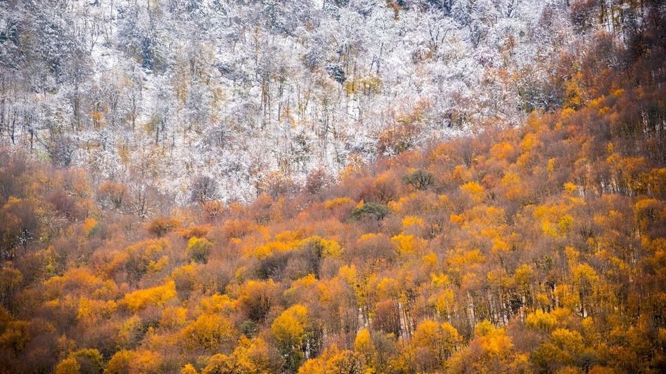 پاییز جنگل‌های هیرکانی