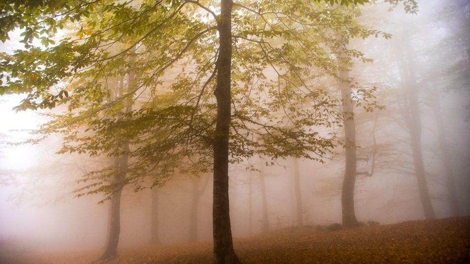 پاییز جنگل‌های هیرکانی