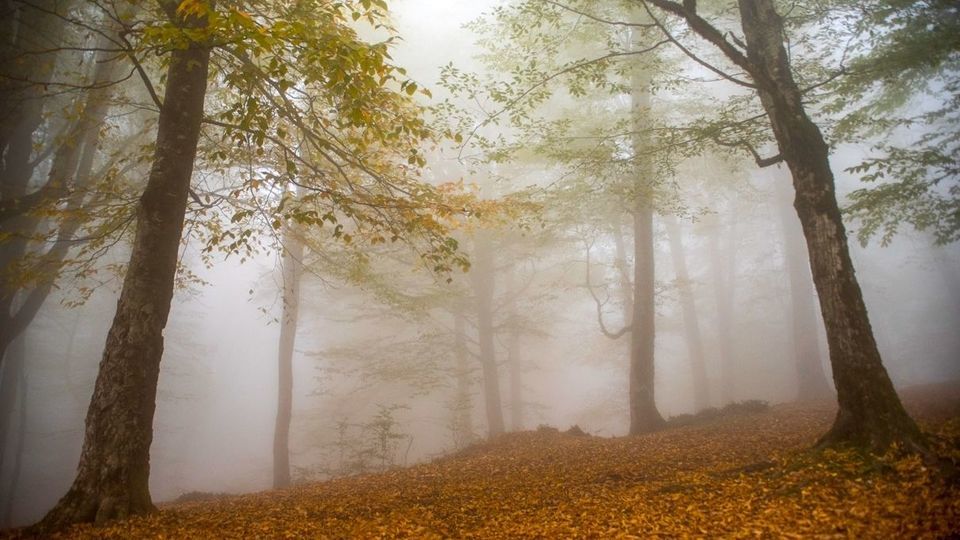 پاییز جنگل‌های هیرکانی