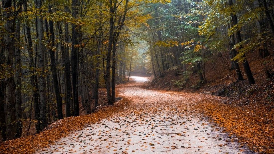 پاییز جنگل‌های هیرکانی