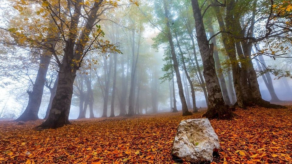 پاییز جنگل‌های هیرکانی