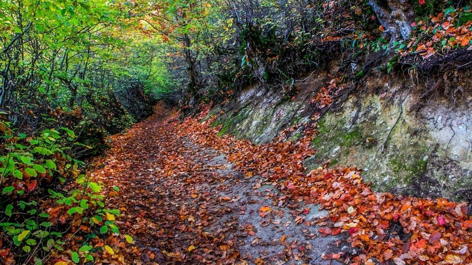 پاییز جنگل‌های هیرکانی