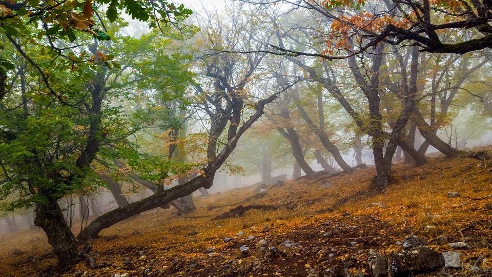 پاییز جنگل‌های هیرکانی