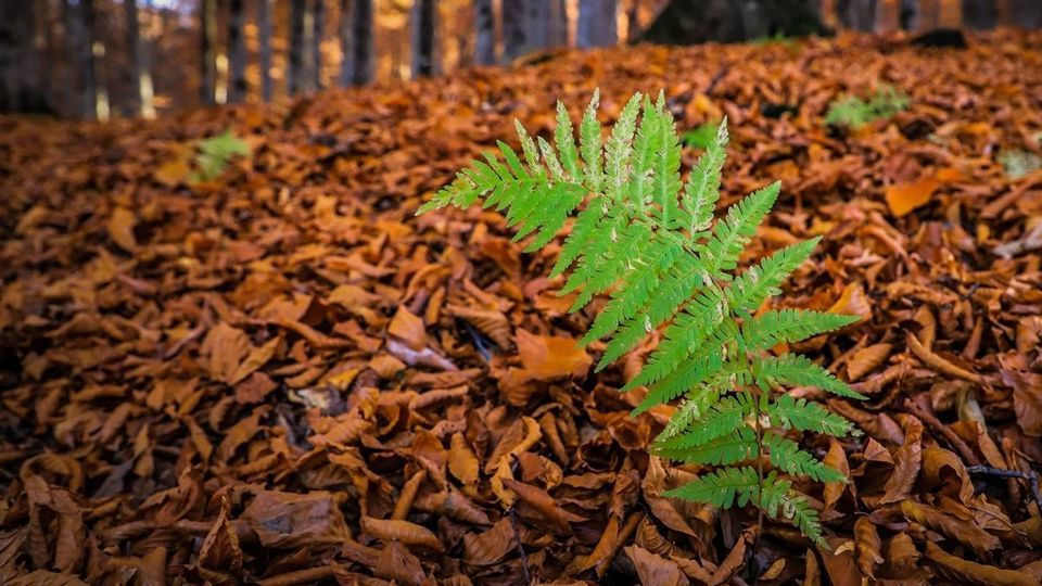 پاییز جنگل‌های هیرکانی