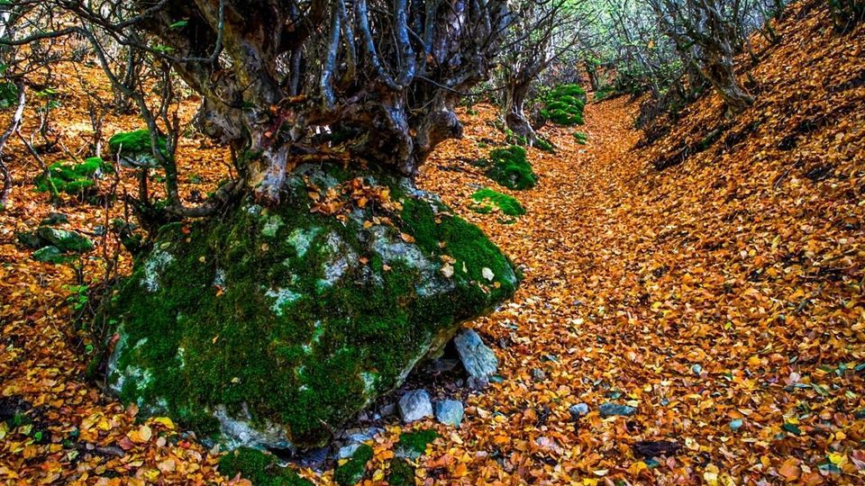 پاییز جنگل‌های هیرکانی