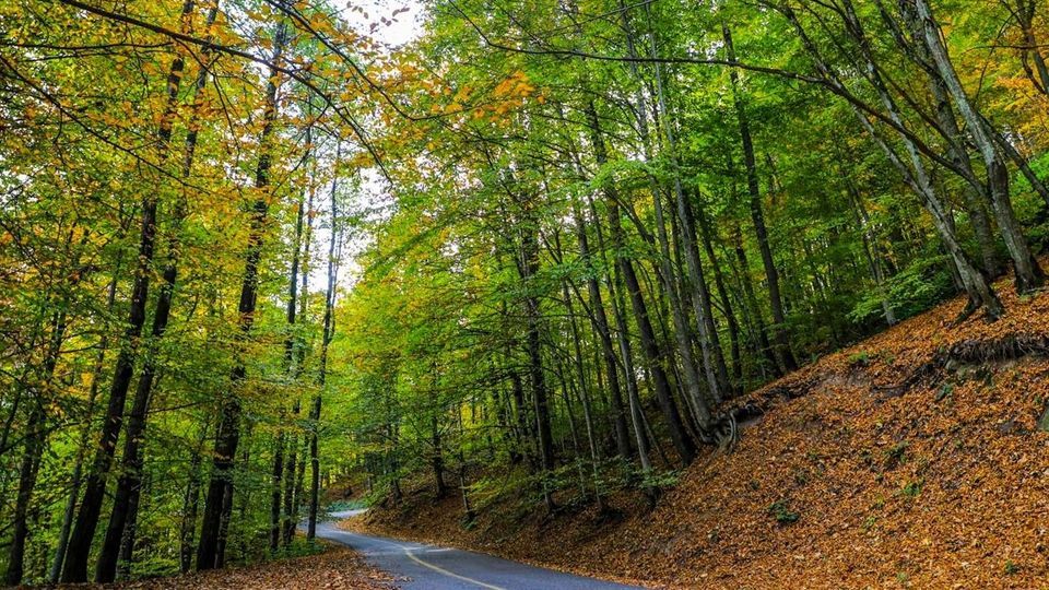 پاییز جنگل‌های هیرکانی