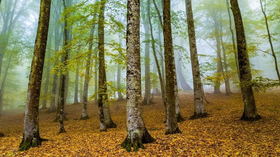 پاییز جنگل‌های هیرکانی