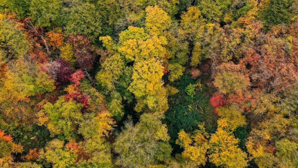 پاییز جنگل‌های هیرکانی