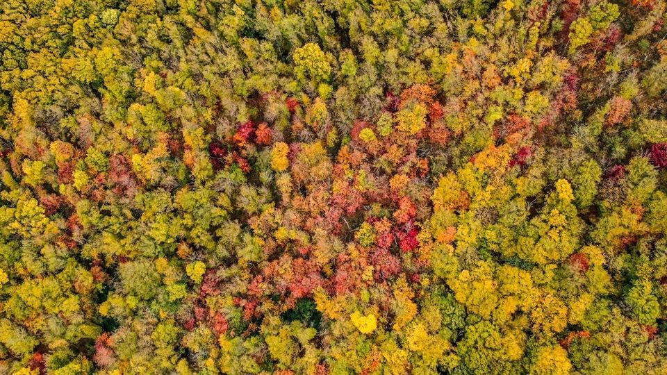 پاییز جنگل‌های هیرکانی