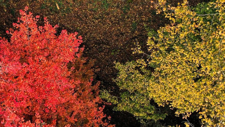 پاییز جنگل‌های هیرکانی