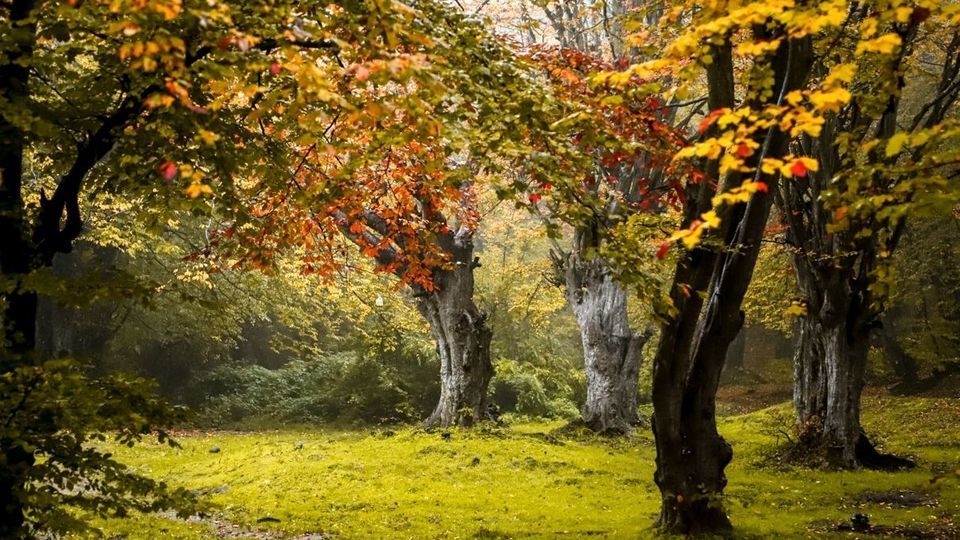 پاییز جنگل‌های هیرکانی