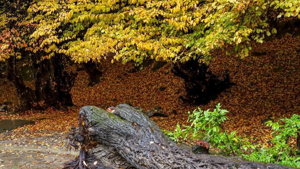 پاییز جنگل‌های هیرکانی