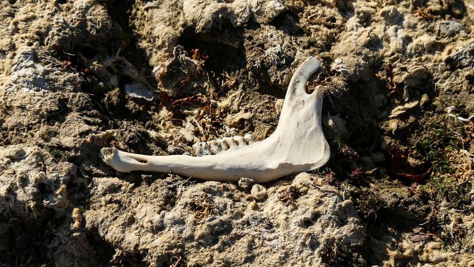 مرگ تالاب «قوری‌گل»