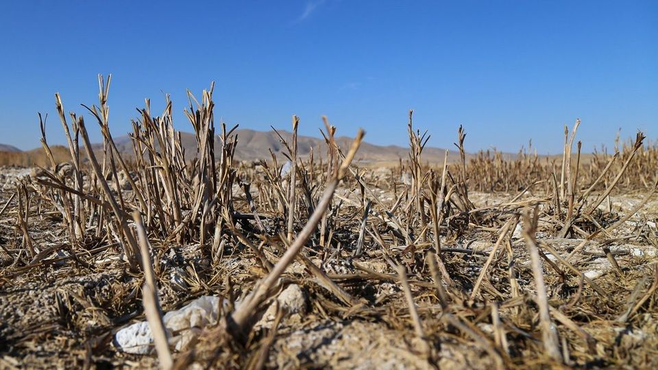 مرگ تالاب «قوری‌گل»