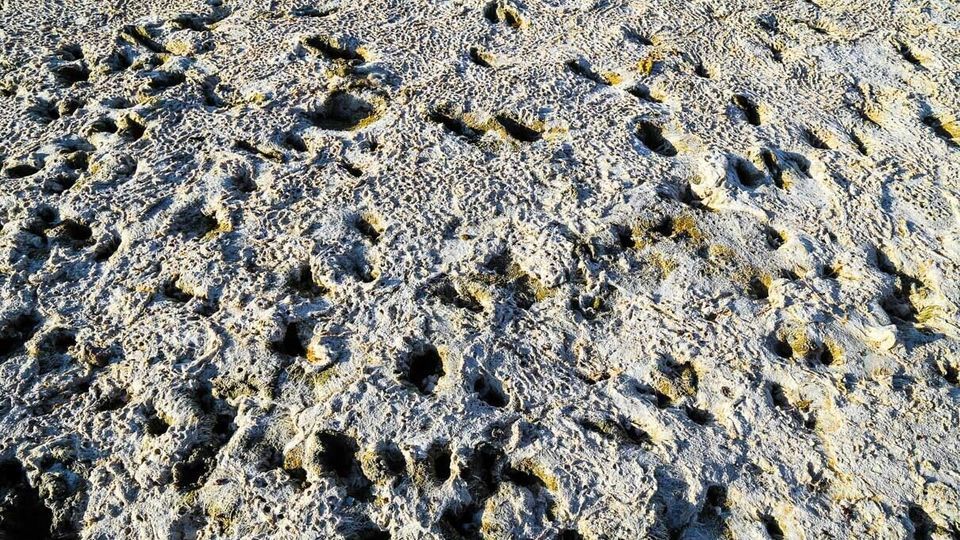 مرگ تالاب «قوری‌گل»