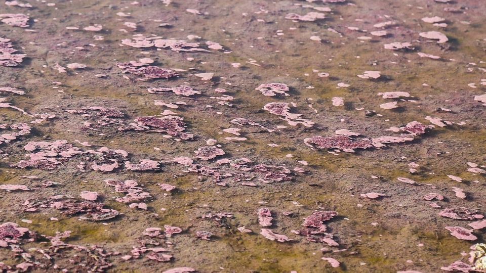 مرگ تالاب «قوری‌گل»