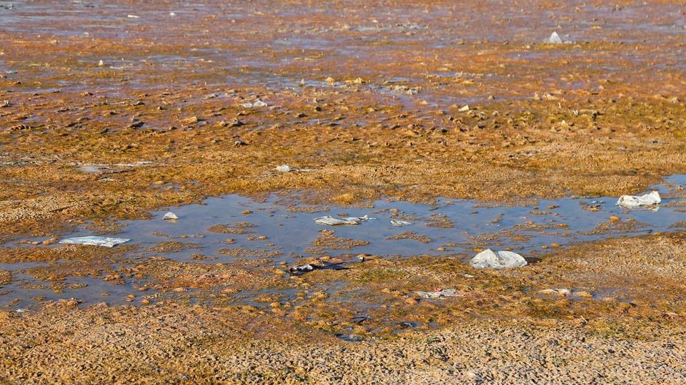 مرگ تالاب «قوری‌گل»